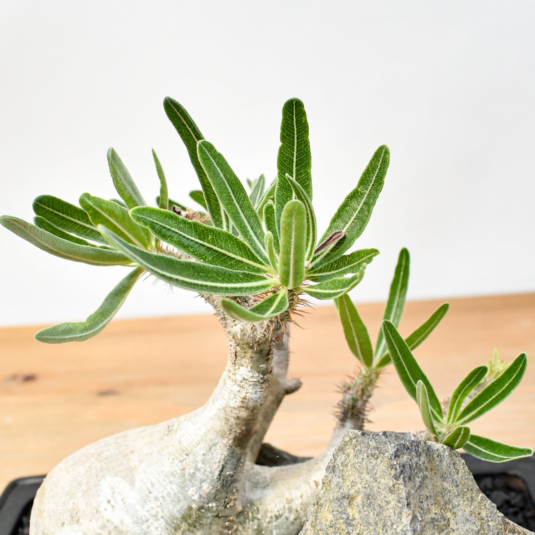 WACK” ON YOUR SIDE】パキポディウム グラキリス WACK-B087 |