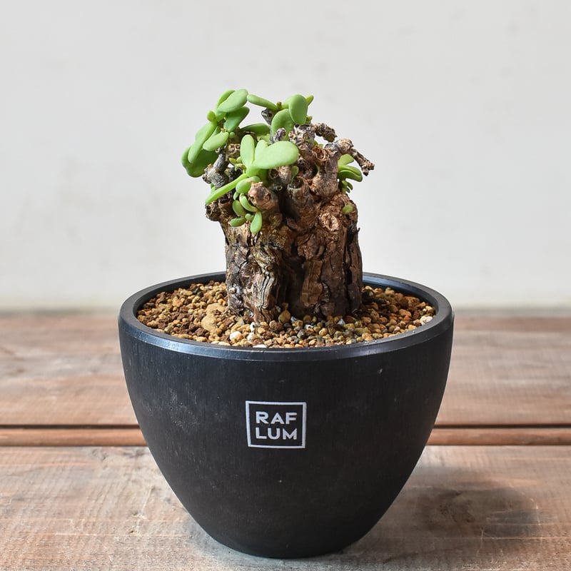 ケラリア ピグマエア 【発根済】L GM2402441(T) | RAFLUM / ラフラム｜