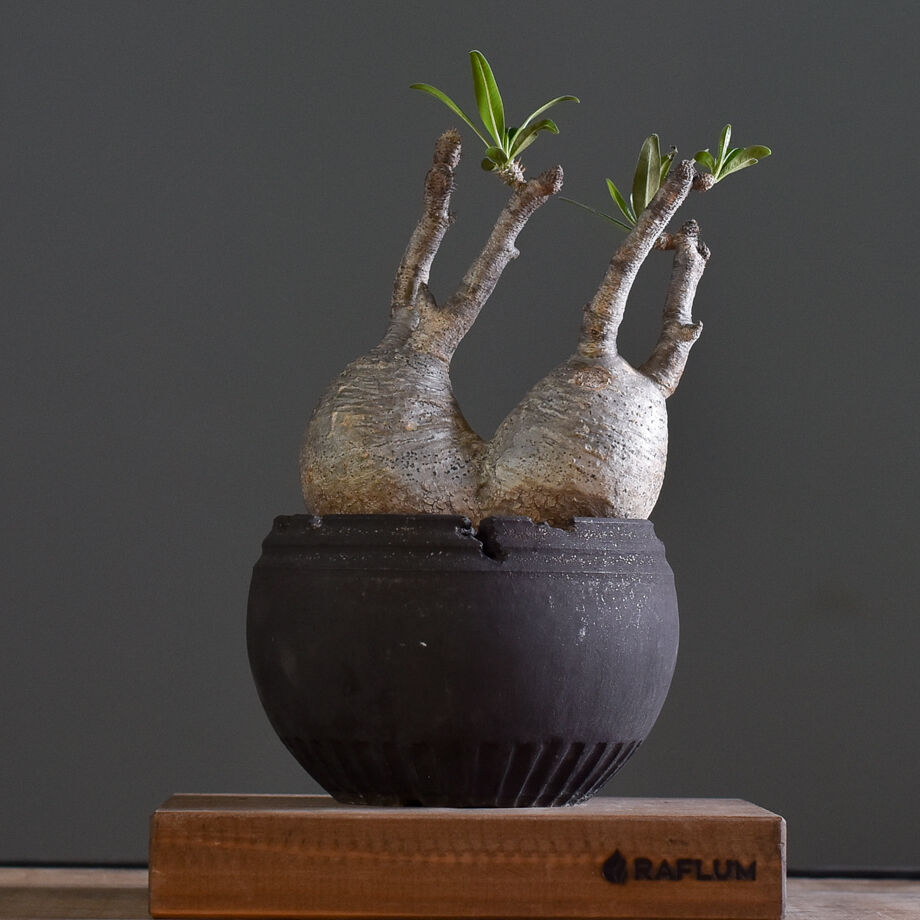 パキポディウム グラキリス二頭【イチ押し！パキポディウム系の人気者