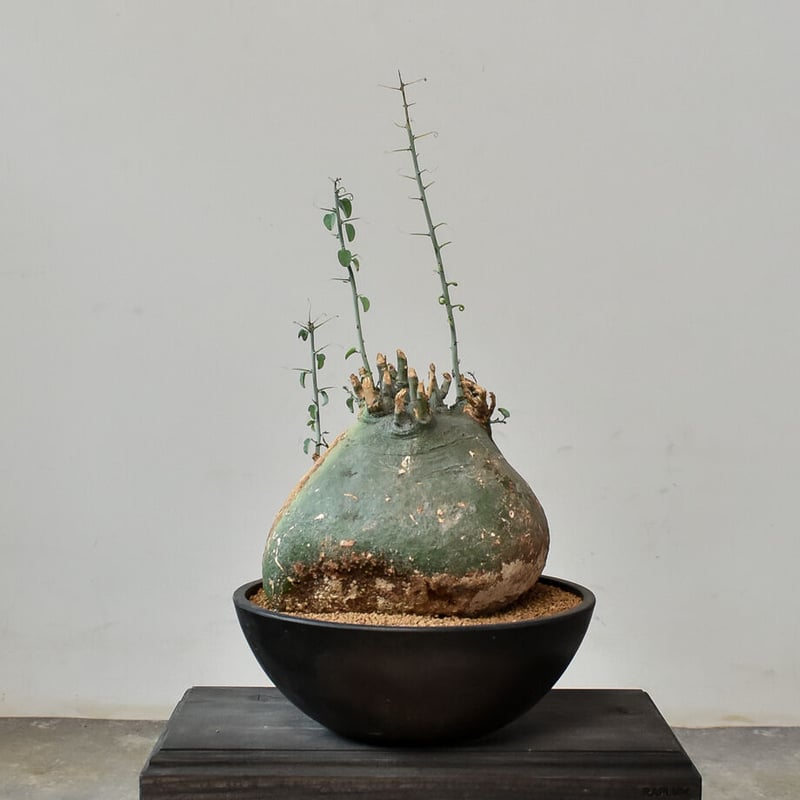 アデニア スピノーサ （発根済み）RF230475 | RAFLUM / ラフラム｜東京