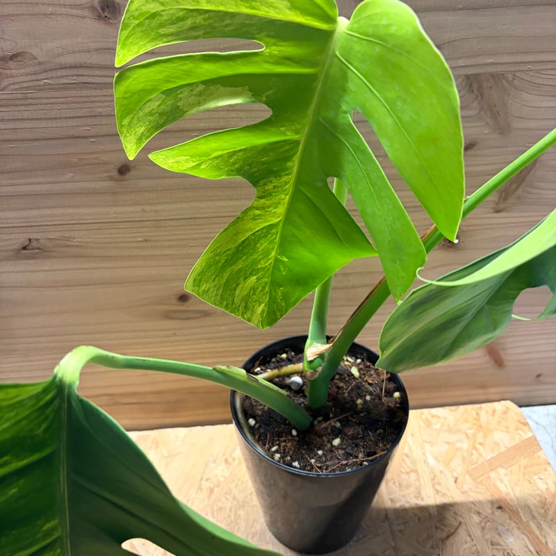 モンステラ ボルシギアナ 'オーレア' | GREEN LUCK