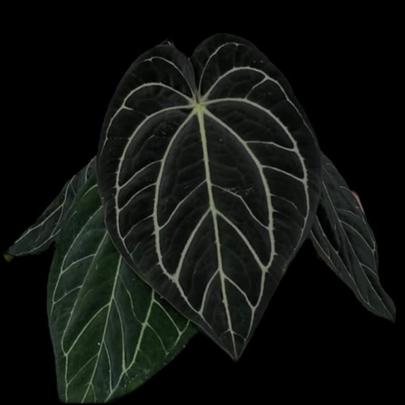 アンスリウム カーラブラッキー | GREEN LUCK