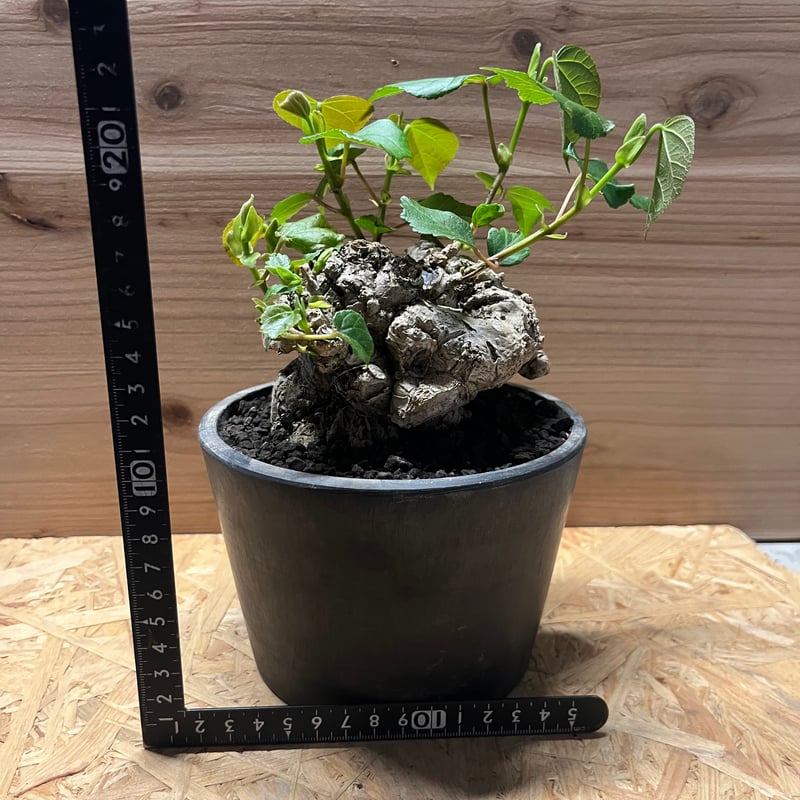 オオハマボウ （ユウナ） | GREEN LUCK