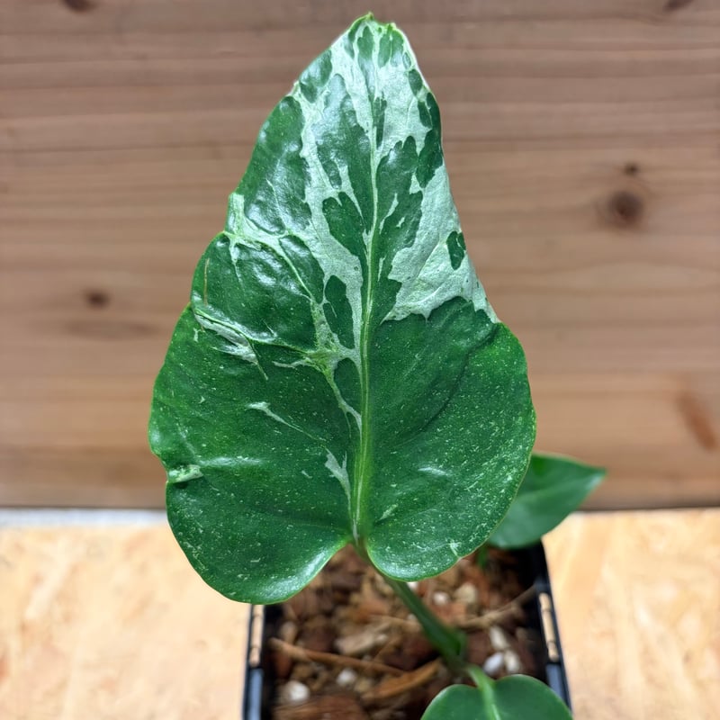 モンステラ デリシオーサ 'バルバソー' | GREEN LUCK
