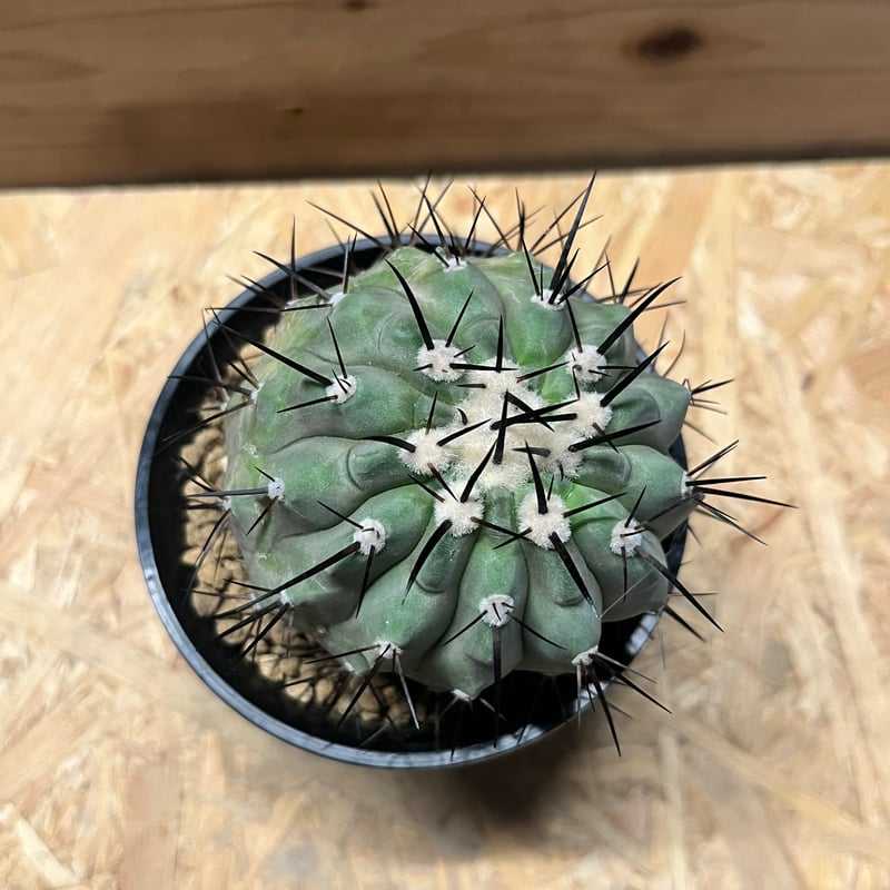 コピアポア シネレア 黒王丸 接おろし | GREEN LUCK