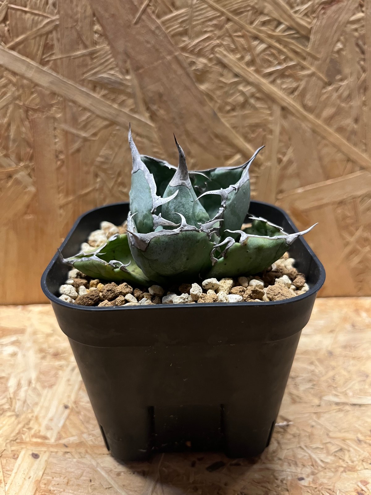 アガベ チタノタ ホワイトアイス コンパクト | GREEN LUCK