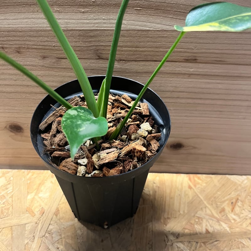 モンステラ デリシオーサ 'イエローマリリン' | GREEN LUCK