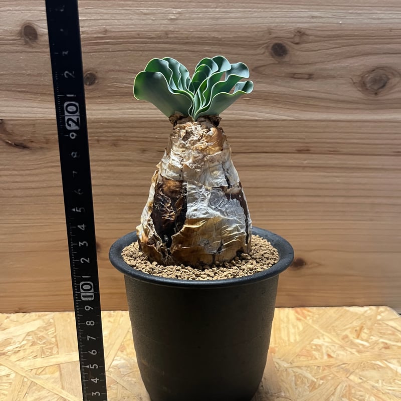 ブーファン ハエマンソイデス | GREEN LUCK