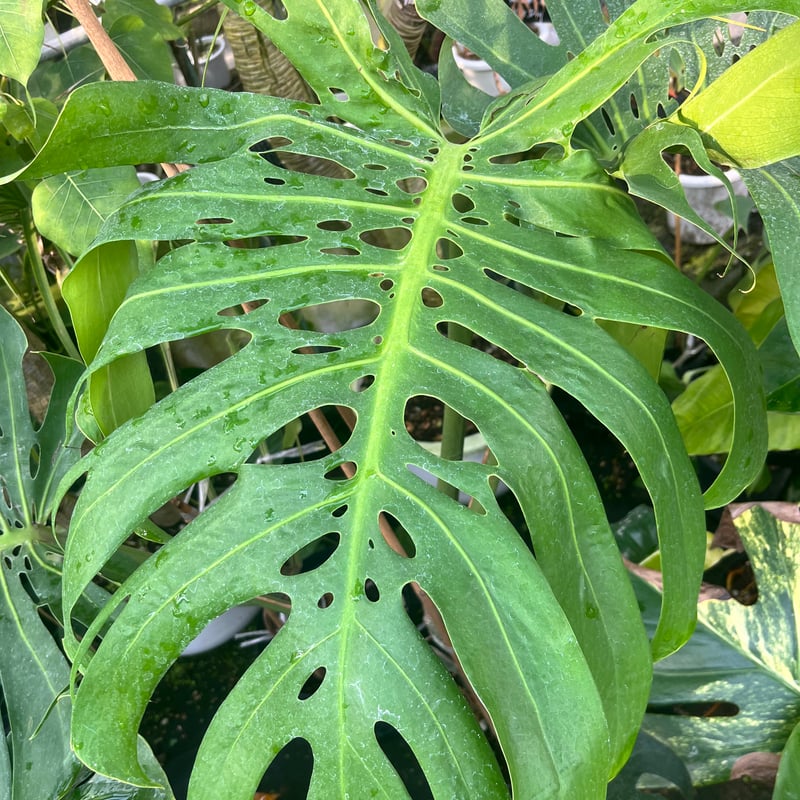 モンステラ デリシオーサ マクロコズム | GREEN LUCK