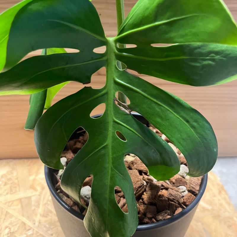 モンステラ デリシオーサ マクロコズム | GREEN LUCK