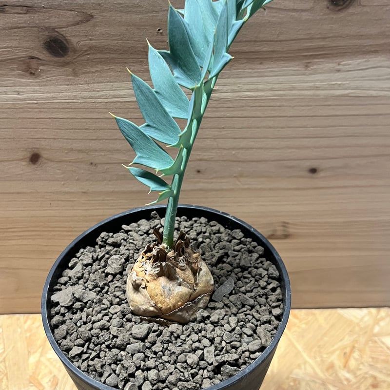 エンセファラルトス ホリダス | GREEN LUCK