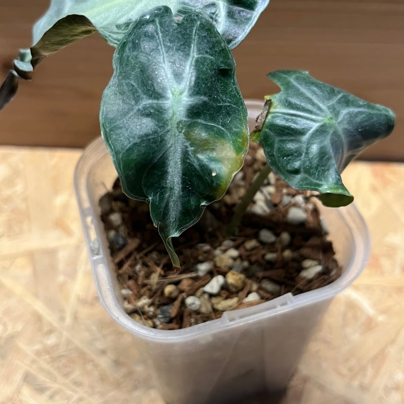 アロカシア ベノム | GREEN LUCK