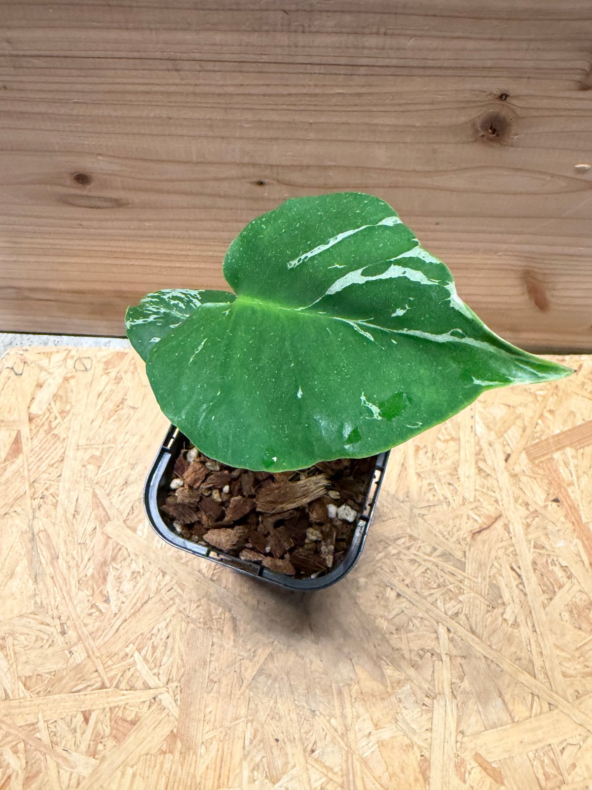 モンステラ デリシオーサ 'バルバソー' | GREEN LUCK