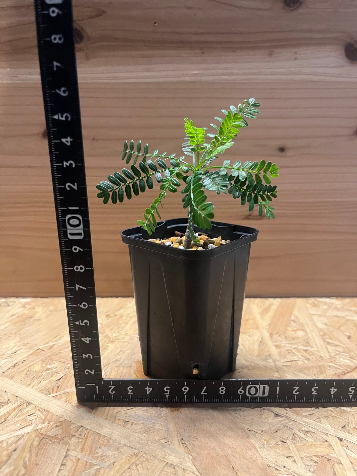 ブルセラ ミクロフィラ | GREEN LUCK