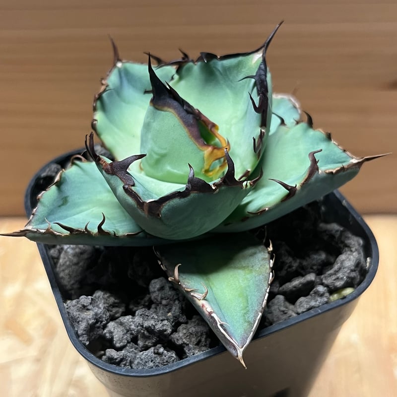 アガベ チタノタ 'NO NAME' | GREEN LUCK