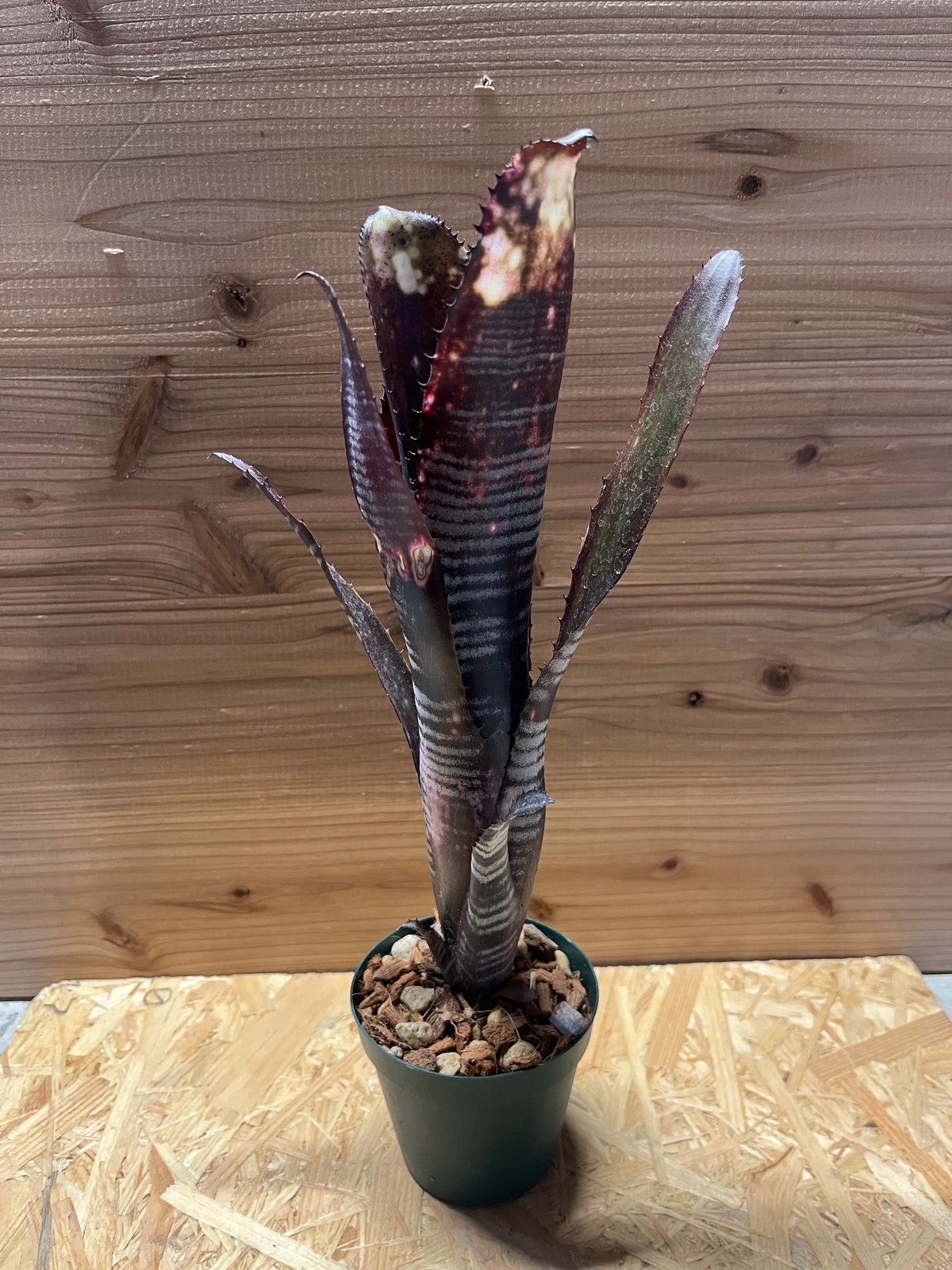 ビルベルギア ダースベイダー | GREEN LUCK