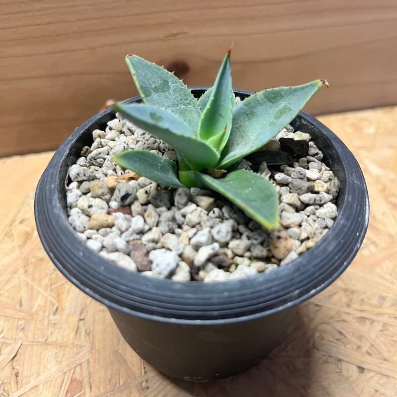 アガベ パリー トランカータ | GREEN LUCK