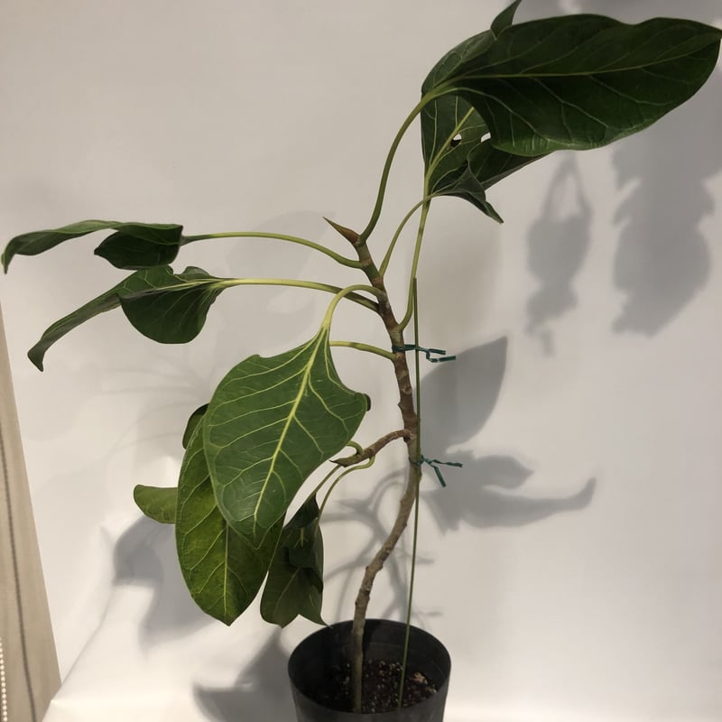 フィカス クリシュナボダイジュ | GREEN LUCK