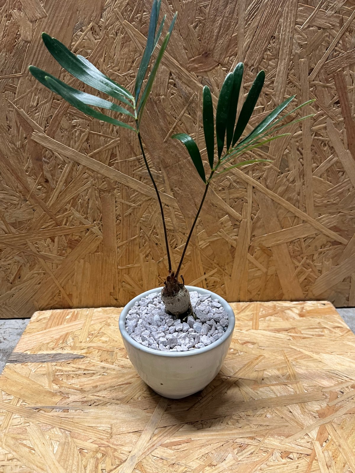 ザミア フロリダーナ×伝市鉢 | GREEN LUCK