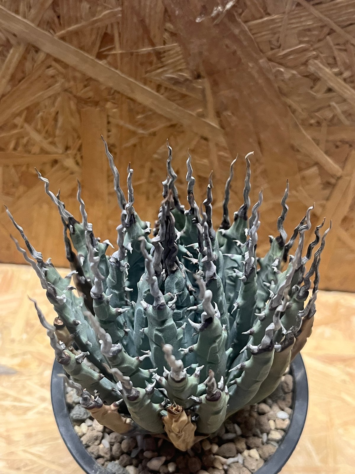 アガベ ユタエンシス エボリスピナ 陽炎 未発根 | GREEN LUCK