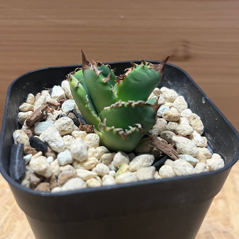 アガベ チタノタ クラウン | GREEN LUCK