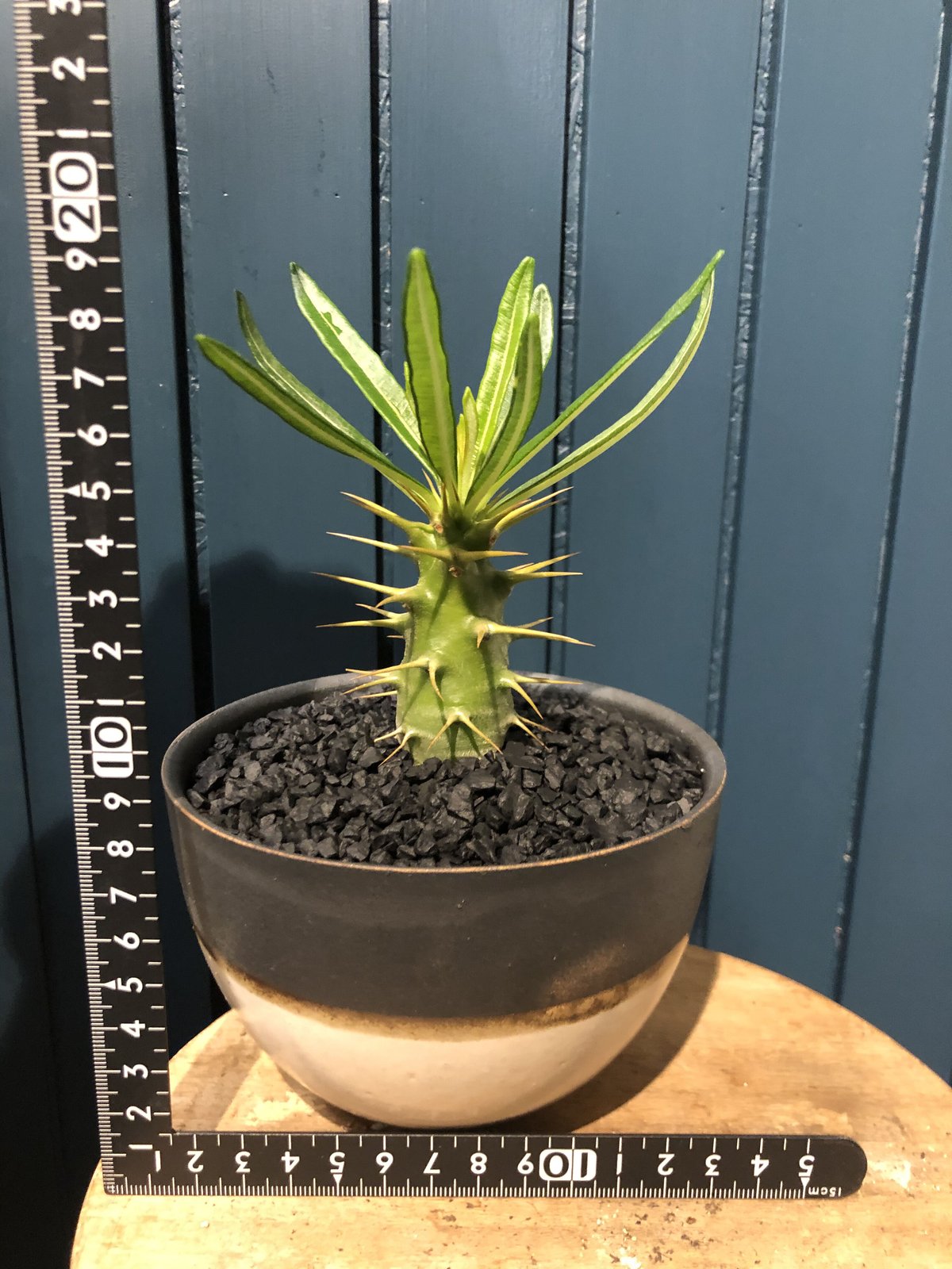 パキポディウム アンボンゲンセ 実生 | GREEN LUCK