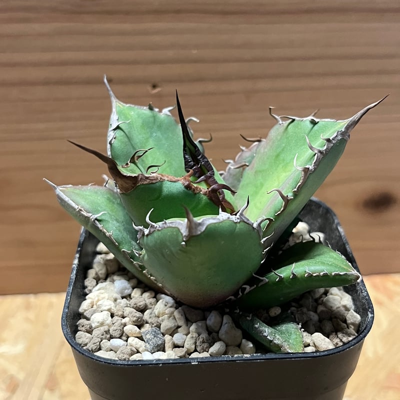 アガベ チタノタ ノーネーム | GREEN LUCK