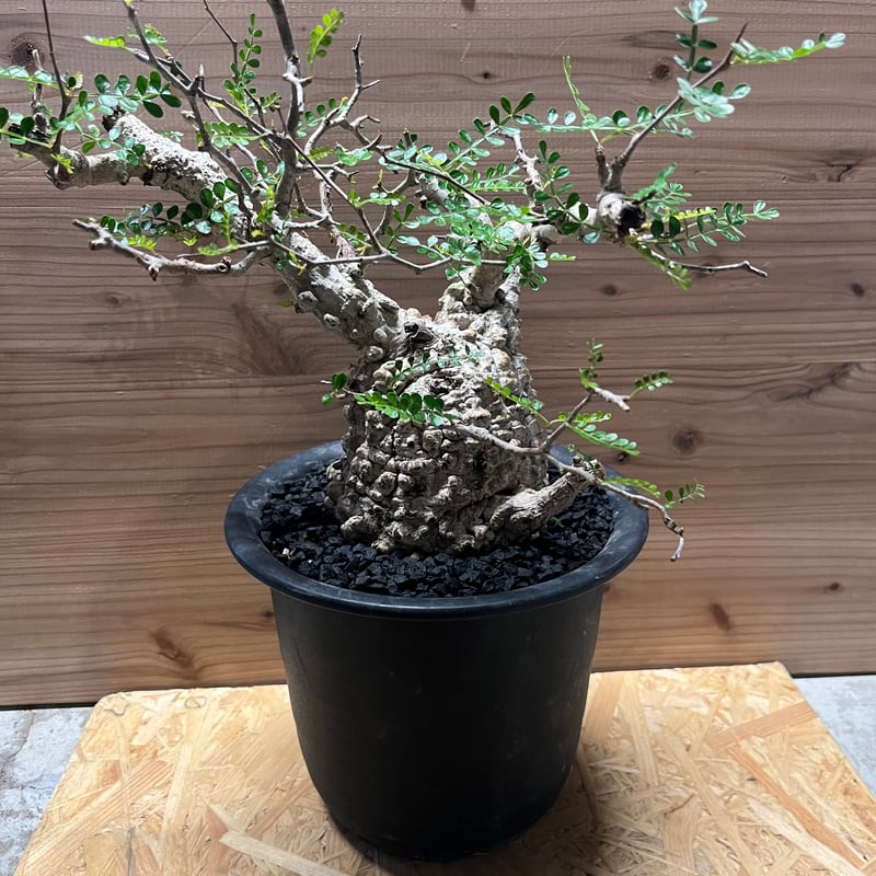 オペルクリカリア パキプス 現地発根済み | GREEN LUCK