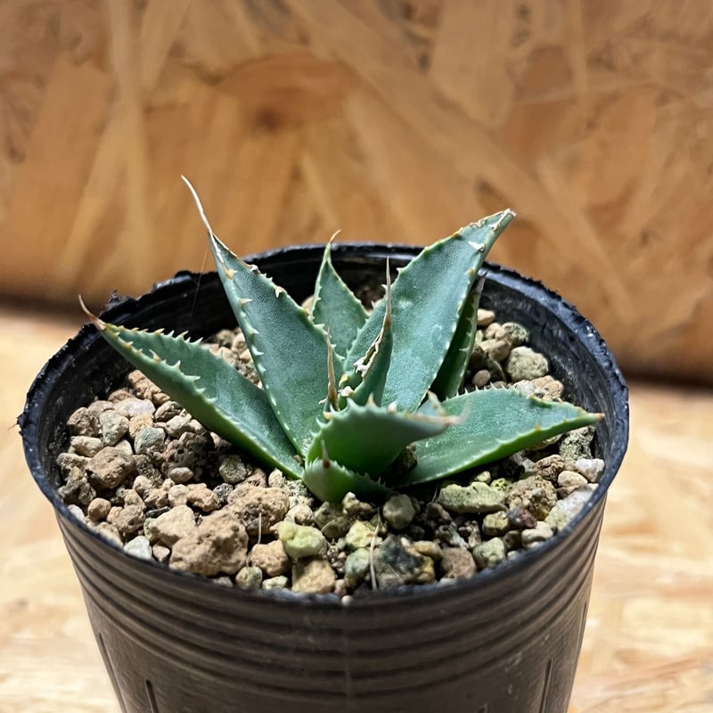 アガベ ユタエンシス エボリスピナ 実生 | GREEN LUCK