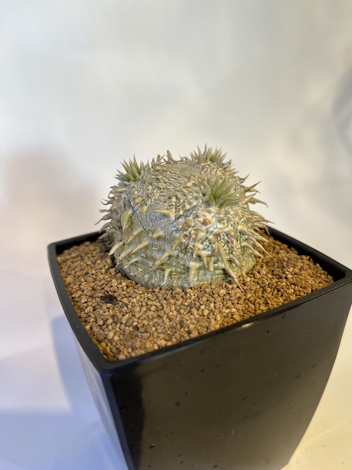 パキポディウム 恵比寿大黒 | GREEN LUCK