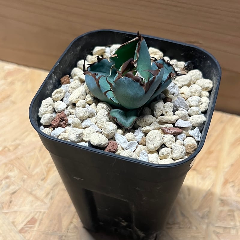 アガベ チタノタ ブルーボール | GREEN LUCK