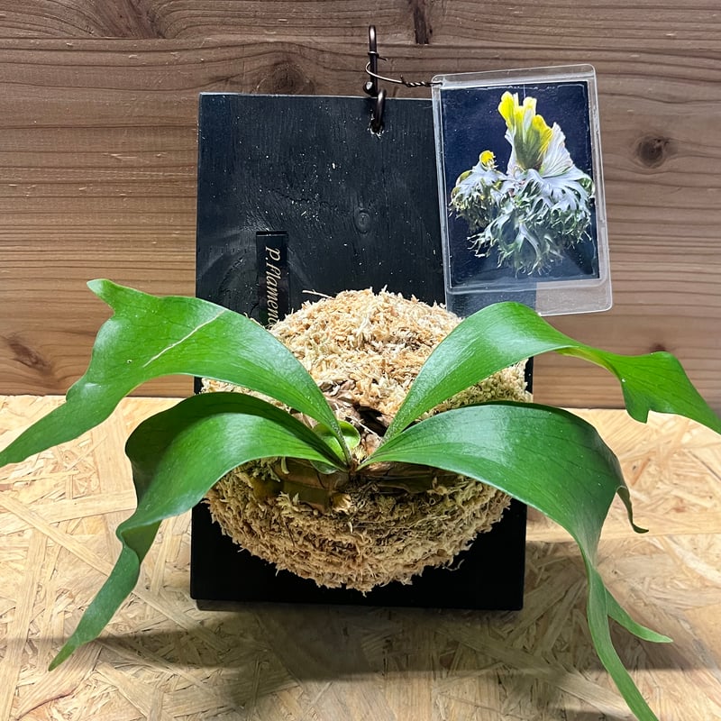 ビカクシダ 'フラメンコ' | GREEN LUCK