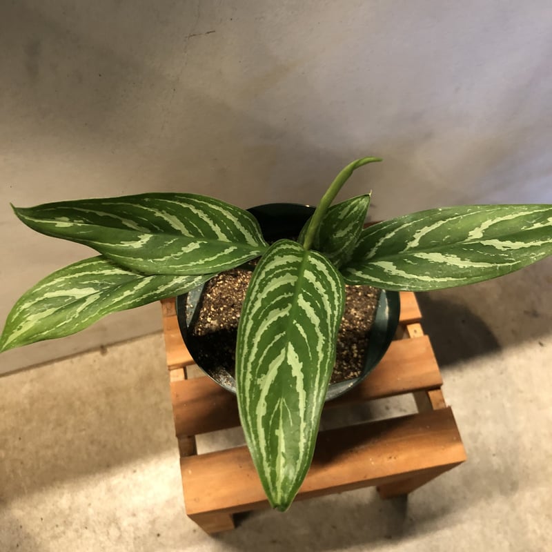 アグラオネマ カーティシー | GREEN LUCK