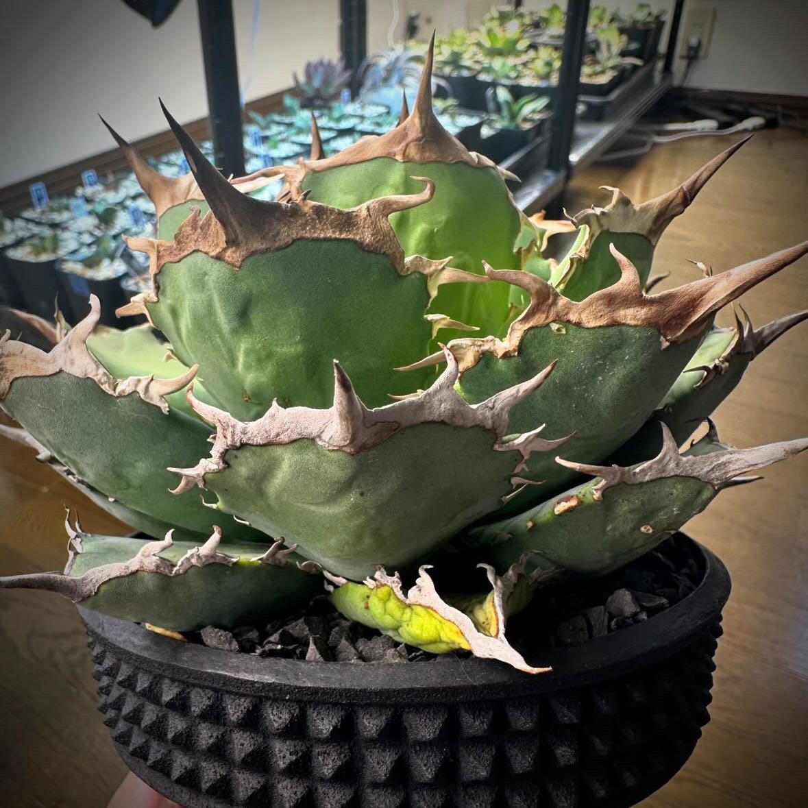 アガベ チタノタ 'NO NAME' | GREEN LUCK