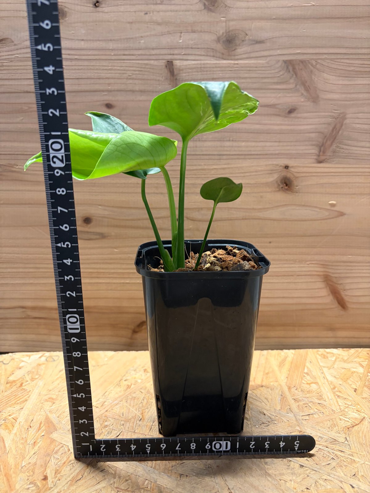 モンステラ デリシオーサ 'バルバソー' | GREEN LUCK