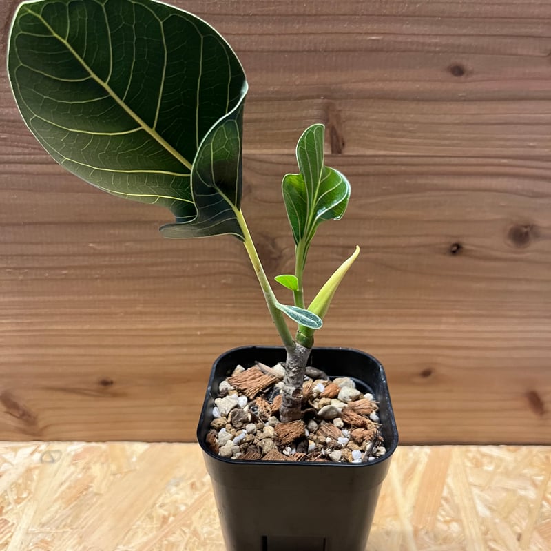 フィカス クリシュナボダイジュ | GREEN LUCK