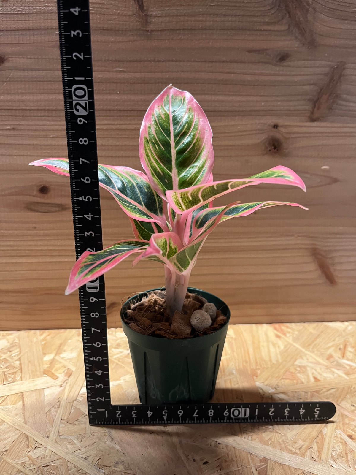 アグラオネマ ロータスデライト | GREEN LUCK