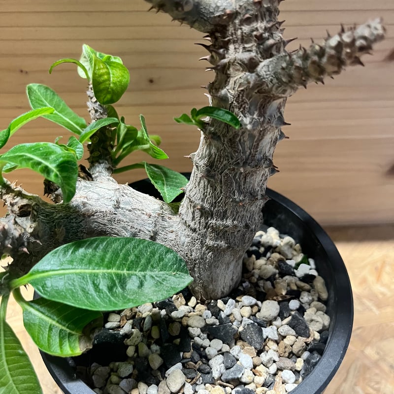 パキポディウム ウィンゾリー | GREEN LUCK