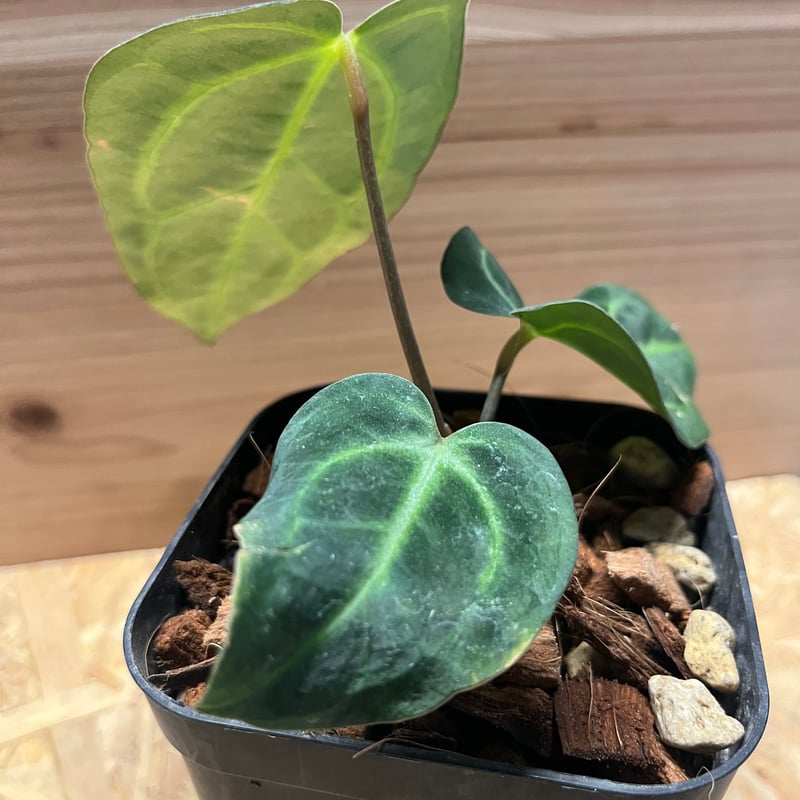 アンスリウム カーラブラッキー ワイルド | GREEN LUCK