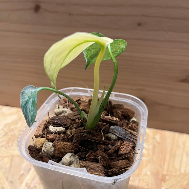 モンステラ デリシオーサ ホワイトモンスター | GREEN LUCK