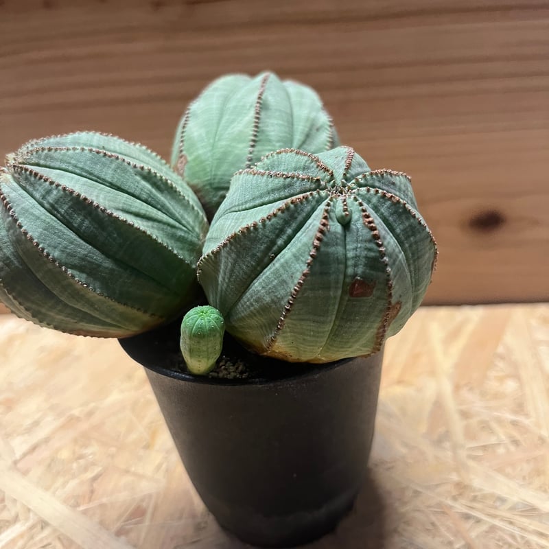 ユーフォルビア オベサ 3頭 | GREEN LUCK