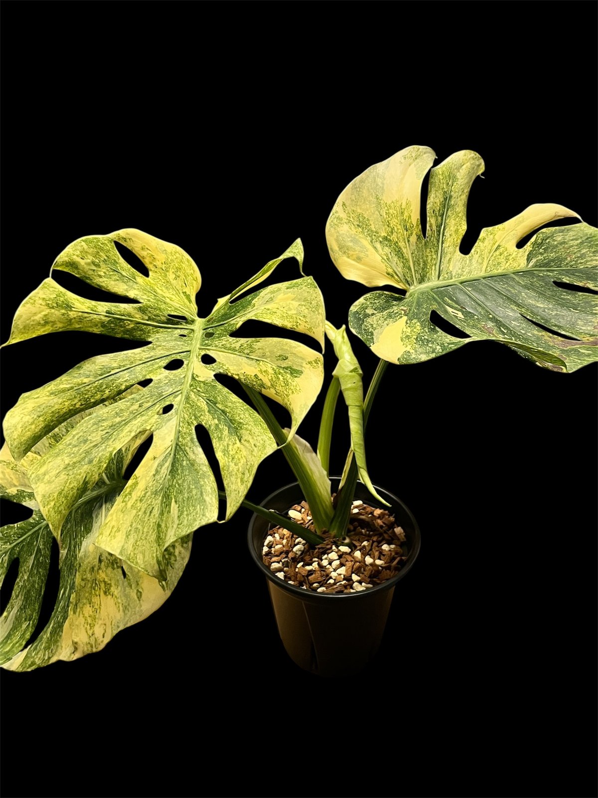 j*@様 lsw625モンステラ デリシオーサ レガシー 斑入り 園芸ネット本店