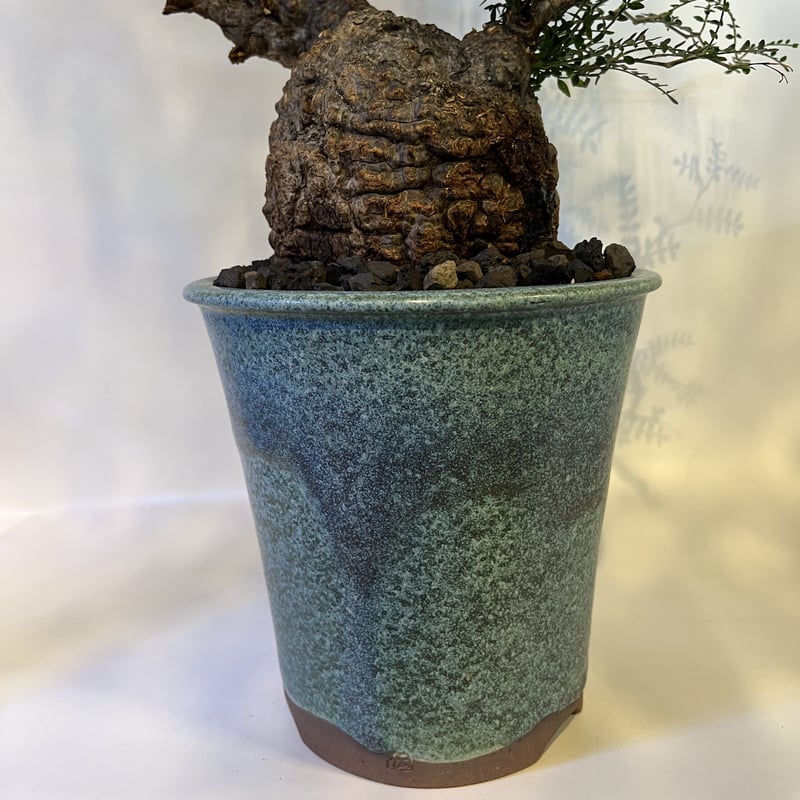 オペルクリカリア パキプス 現地発根済×伝市鉢 | GREEN LUCK