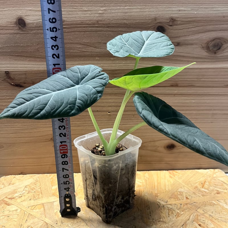 アロカシア マハラニ | GREEN LUCK