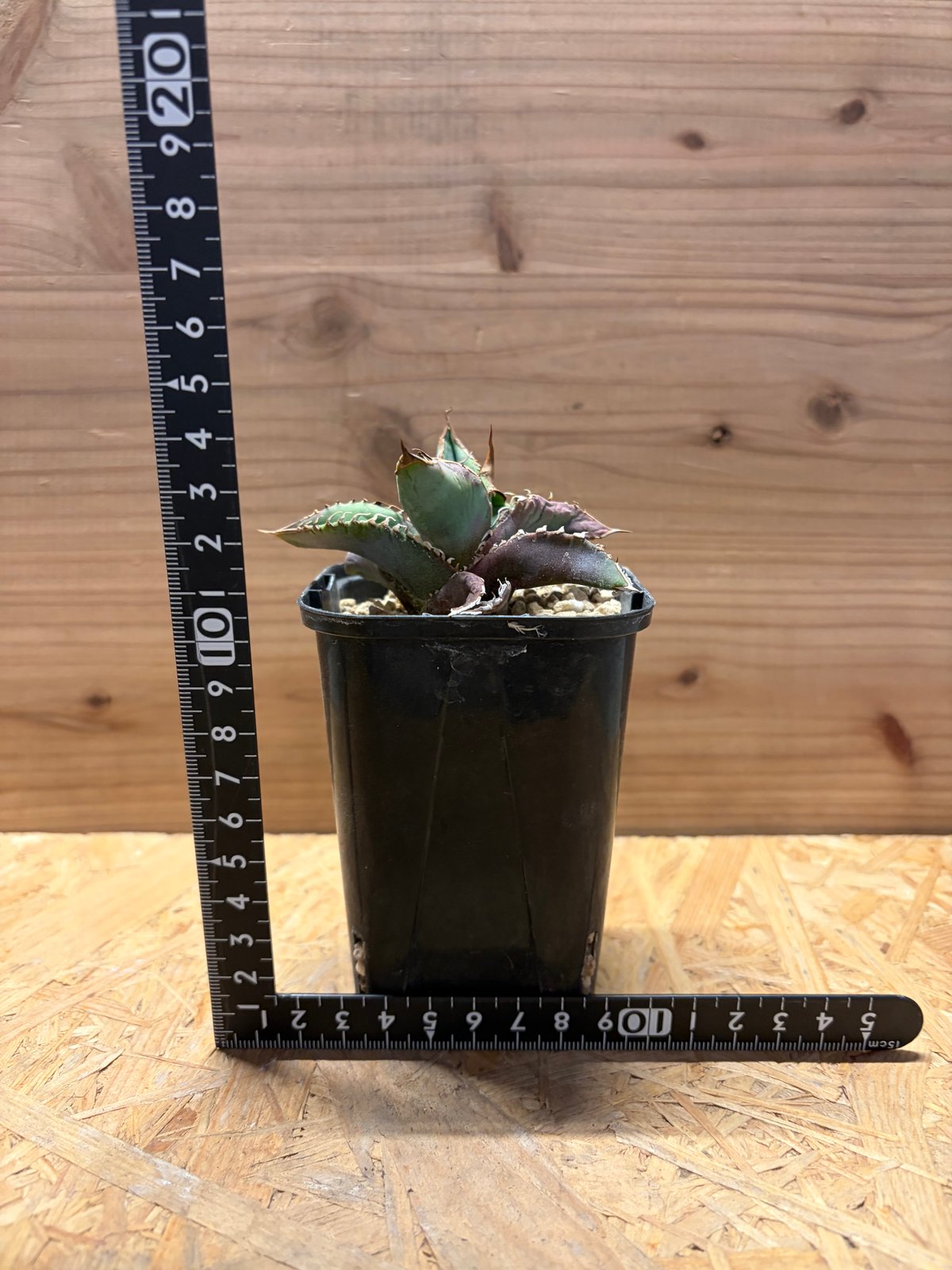 アガベ チタノタ 'EU FO-76' | GREEN LUCK