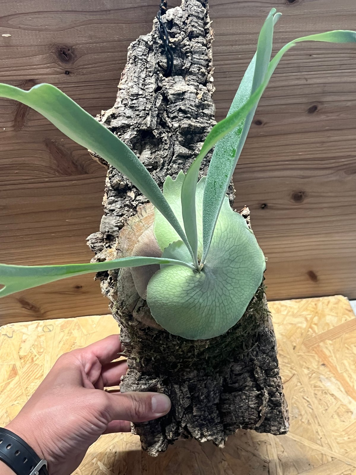 ビカクシダ ベイチー 'アーバンリバー' | GREEN LUCK