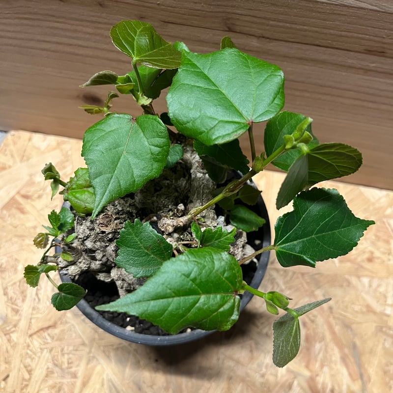 オオハマボウ （ユウナ） | GREEN LUCK