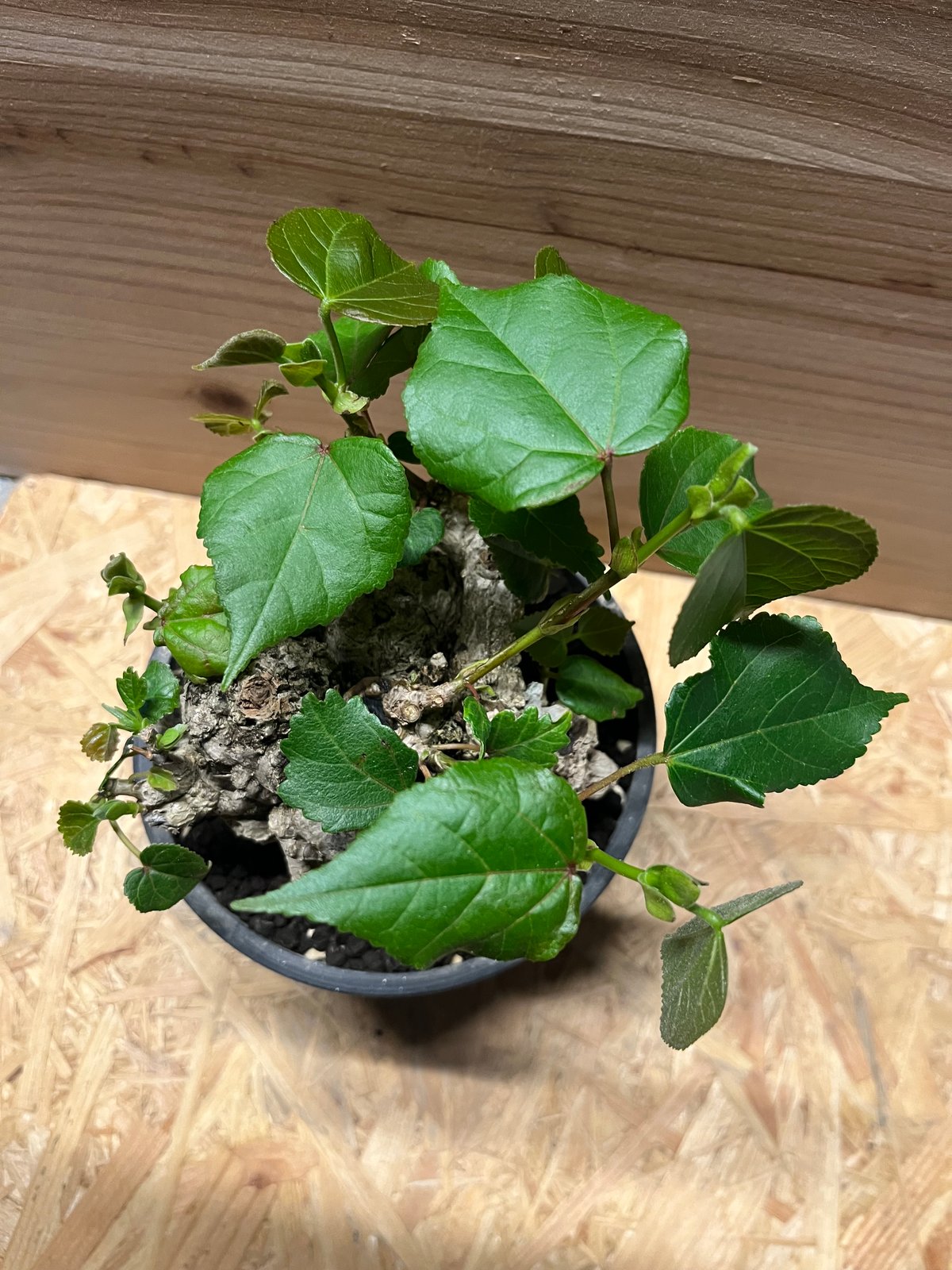 オオハマボウ （ユウナ） | GREEN LUCK