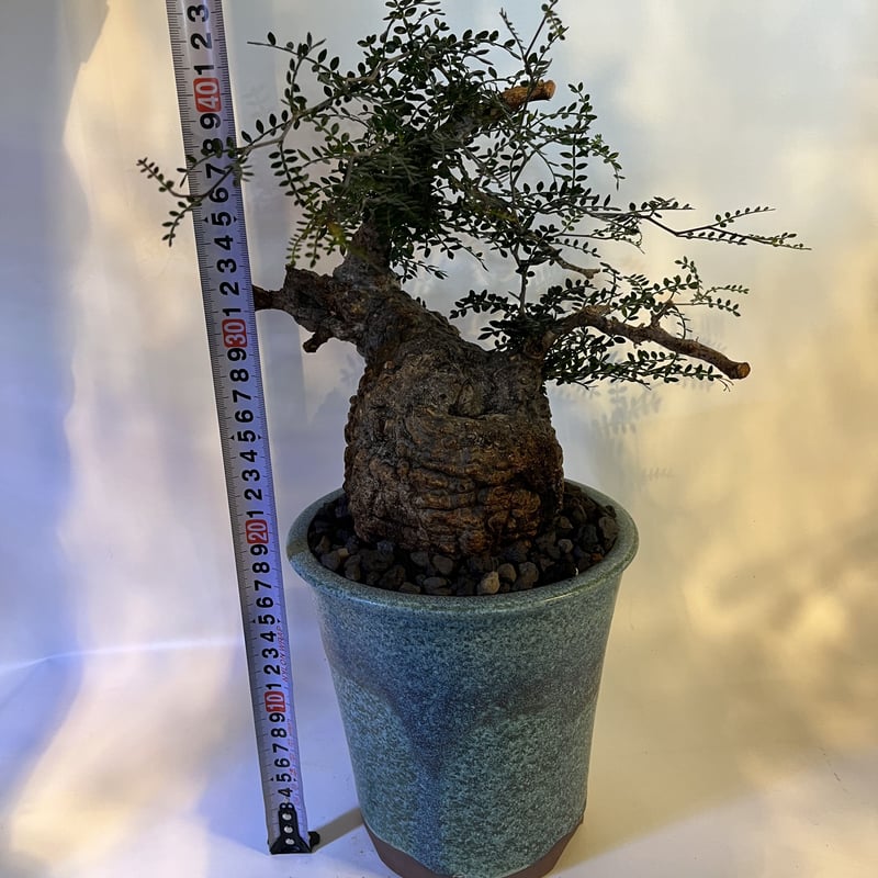 オペルクリカリア パキプス 現地発根済×伝市鉢 | GREEN LUCK