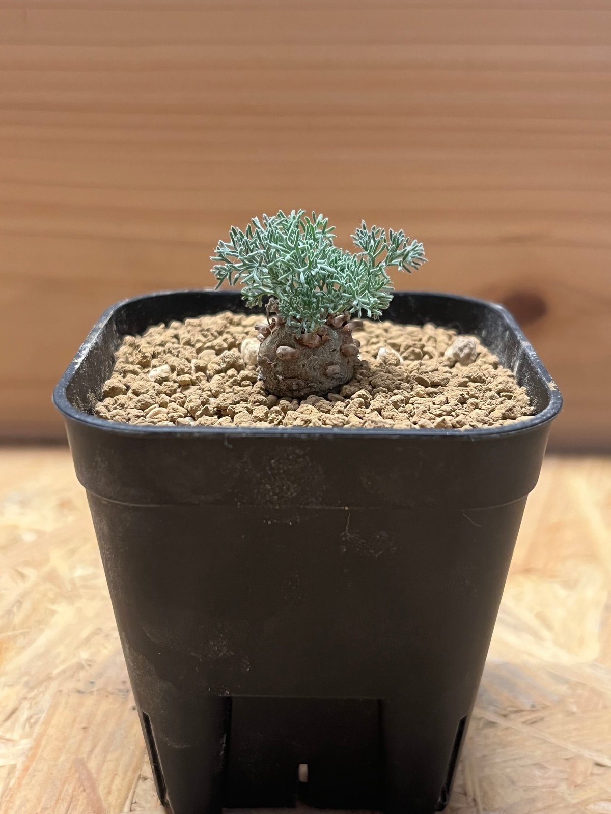 モンソニア ペニクリナム | GREEN LUCK